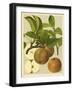 Russet Apples I-null-Framed Art Print