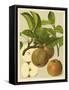 Russet Apples I-null-Framed Stretched Canvas