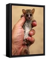 Russet Mouse Lemur, Held in Hand to Show Small Size, Kirindy, Madagascar-Pete Oxford-Framed Stretched Canvas