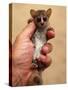 Russet Mouse Lemur, Held in Hand to Show Small Size, Kirindy, Madagascar-Pete Oxford-Stretched Canvas