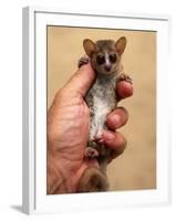 Russet Mouse Lemur, Held in Hand to Show Small Size, Kirindy, Madagascar-Pete Oxford-Framed Photographic Print