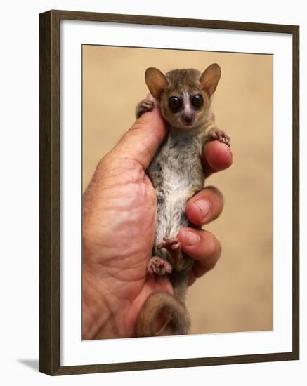 Russet Mouse Lemur, Held in Hand to Show Small Size, Kirindy, Madagascar-Pete Oxford-Framed Photographic Print