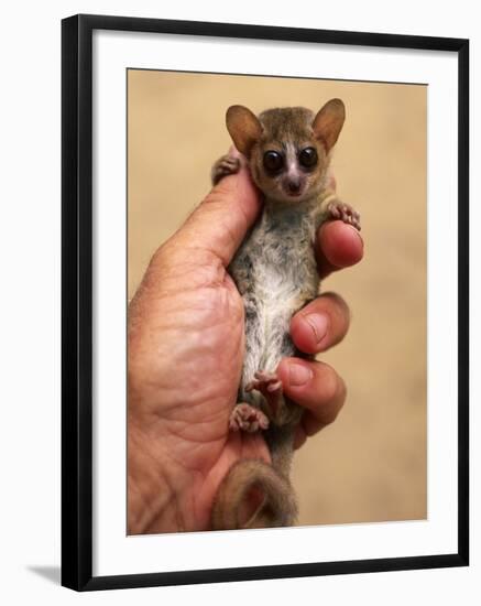 Russet Mouse Lemur, Held in Hand to Show Small Size, Kirindy, Madagascar-Pete Oxford-Framed Photographic Print