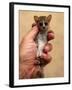 Russet Mouse Lemur, Held in Hand to Show Small Size, Kirindy, Madagascar-Pete Oxford-Framed Photographic Print