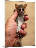 Russet Mouse Lemur, Held in Hand to Show Small Size, Kirindy, Madagascar-Pete Oxford-Mounted Photographic Print