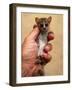 Russet Mouse Lemur, Held in Hand to Show Small Size, Kirindy, Madagascar-Pete Oxford-Framed Photographic Print