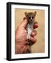 Russet Mouse Lemur, Held in Hand to Show Small Size, Kirindy, Madagascar-Pete Oxford-Framed Photographic Print