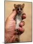 Russet Mouse Lemur, Held in Hand to Show Small Size, Kirindy, Madagascar-Pete Oxford-Mounted Photographic Print