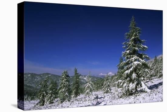 Russia Fir Trees and Spruces after a Snowfall-Andrey Zvoznikov-Stretched Canvas