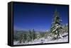 Russia Fir Trees and Spruces after a Snowfall-Andrey Zvoznikov-Framed Stretched Canvas