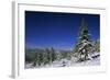 Russia Fir Trees and Spruces after a Snowfall-Andrey Zvoznikov-Framed Photographic Print