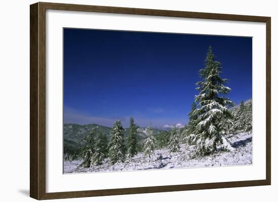 Russia Fir Trees and Spruces after a Snowfall-Andrey Zvoznikov-Framed Photographic Print