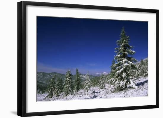 Russia Fir Trees and Spruces after a Snowfall-Andrey Zvoznikov-Framed Photographic Print