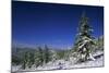 Russia Fir Trees and Spruces after a Snowfall-Andrey Zvoznikov-Mounted Photographic Print