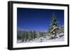 Russia Fir Trees and Spruces after a Snowfall-Andrey Zvoznikov-Framed Photographic Print
