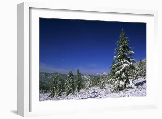 Russia Fir Trees and Spruces after a Snowfall-Andrey Zvoznikov-Framed Photographic Print