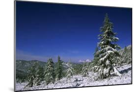 Russia Fir Trees and Spruces after a Snowfall-Andrey Zvoznikov-Mounted Photographic Print