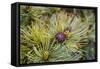 Russia, Kamchatka, Karaginsky Island, Close-Up of Siberian Pinecone-Alida Latham-Framed Stretched Canvas