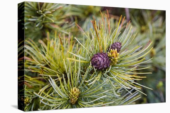 Russia, Kamchatka, Karaginsky Island, Close-Up of Siberian Pinecone-Alida Latham-Stretched Canvas