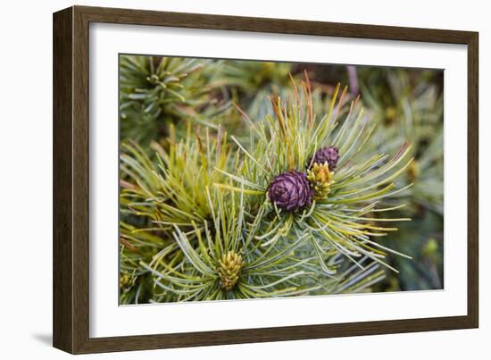 Russia, Kamchatka, Karaginsky Island, Close-Up of Siberian Pinecone-Alida Latham-Framed Photographic Print