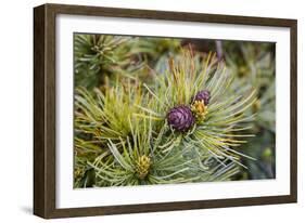 Russia, Kamchatka, Karaginsky Island, Close-Up of Siberian Pinecone-Alida Latham-Framed Photographic Print