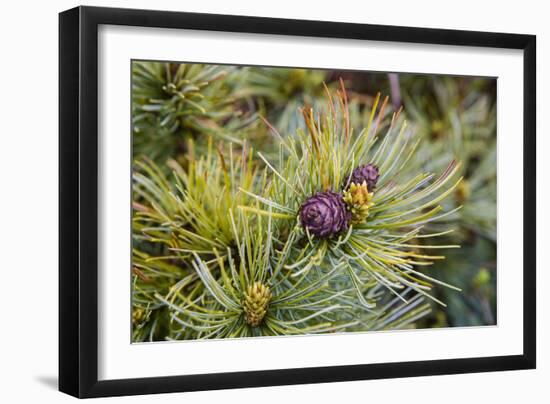 Russia, Kamchatka, Karaginsky Island, Close-Up of Siberian Pinecone-Alida Latham-Framed Photographic Print