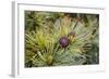 Russia, Kamchatka, Karaginsky Island, Close-Up of Siberian Pinecone-Alida Latham-Framed Photographic Print