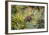 Russia, Kamchatka, Karaginsky Island, Close-Up of Siberian Pinecone-Alida Latham-Framed Photographic Print