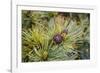 Russia, Kamchatka, Karaginsky Island, Close-Up of Siberian Pinecone-Alida Latham-Framed Photographic Print