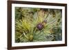 Russia, Kamchatka, Karaginsky Island, Close-Up of Siberian Pinecone-Alida Latham-Framed Photographic Print