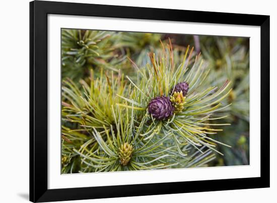 Russia, Kamchatka, Karaginsky Island, Close-Up of Siberian Pinecone-Alida Latham-Framed Photographic Print