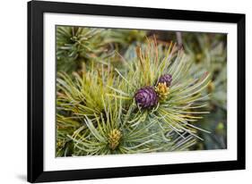 Russia, Kamchatka, Karaginsky Island, Close-Up of Siberian Pinecone-Alida Latham-Framed Photographic Print