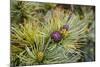 Russia, Kamchatka, Karaginsky Island, Close-Up of Siberian Pinecone-Alida Latham-Mounted Photographic Print