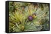 Russia, Kamchatka, Karaginsky Island, Close-Up of Siberian Pinecone-Alida Latham-Framed Stretched Canvas