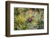 Russia, Kamchatka, Karaginsky Island, Close-Up of Siberian Pinecone-Alida Latham-Framed Photographic Print