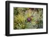 Russia, Kamchatka, Karaginsky Island, Close-Up of Siberian Pinecone-Alida Latham-Framed Photographic Print