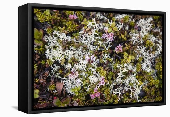 Russia, Kamchatka, Karaginsky Island, Tundra Vegetation Wildflowers-Alida Latham-Framed Stretched Canvas