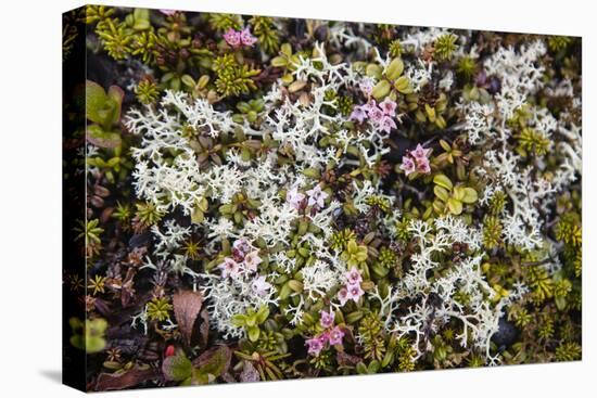 Russia, Kamchatka, Karaginsky Island, Tundra Vegetation Wildflowers-Alida Latham-Stretched Canvas