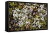 Russia, Kamchatka, Karaginsky Island, Tundra Vegetation Wildflowers-Alida Latham-Framed Stretched Canvas