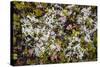 Russia, Kamchatka, Karaginsky Island, Tundra Vegetation Wildflowers-Alida Latham-Stretched Canvas