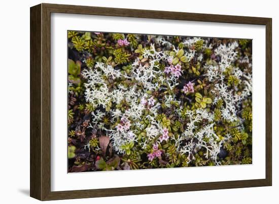 Russia, Kamchatka, Karaginsky Island, Tundra Vegetation Wildflowers-Alida Latham-Framed Photographic Print