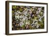 Russia, Kamchatka, Karaginsky Island, Tundra Vegetation Wildflowers-Alida Latham-Framed Photographic Print