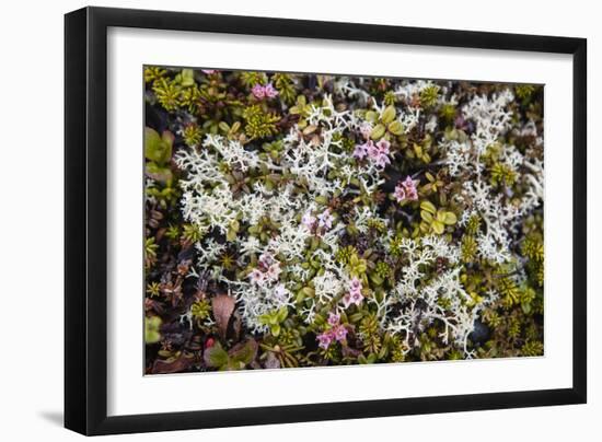 Russia, Kamchatka, Karaginsky Island, Tundra Vegetation Wildflowers-Alida Latham-Framed Photographic Print