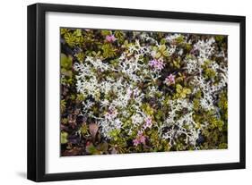 Russia, Kamchatka, Karaginsky Island, Tundra Vegetation Wildflowers-Alida Latham-Framed Photographic Print