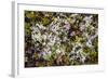 Russia, Kamchatka, Karaginsky Island, Tundra Vegetation Wildflowers-Alida Latham-Framed Photographic Print