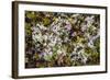 Russia, Kamchatka, Karaginsky Island, Tundra Vegetation Wildflowers-Alida Latham-Framed Photographic Print