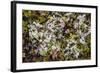 Russia, Kamchatka, Karaginsky Island, Tundra Vegetation Wildflowers-Alida Latham-Framed Photographic Print