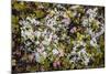 Russia, Kamchatka, Karaginsky Island, Tundra Vegetation Wildflowers-Alida Latham-Mounted Photographic Print