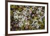 Russia, Kamchatka, Karaginsky Island, Tundra Vegetation Wildflowers-Alida Latham-Framed Photographic Print