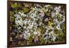 Russia, Kamchatka, Karaginsky Island, Tundra Vegetation Wildflowers-Alida Latham-Framed Photographic Print